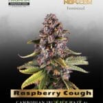 Raspberry Cough (Feminized) - Nirvana Seeds