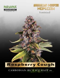 Raspberry Cough (Feminized) (space) Nirvana Seeds