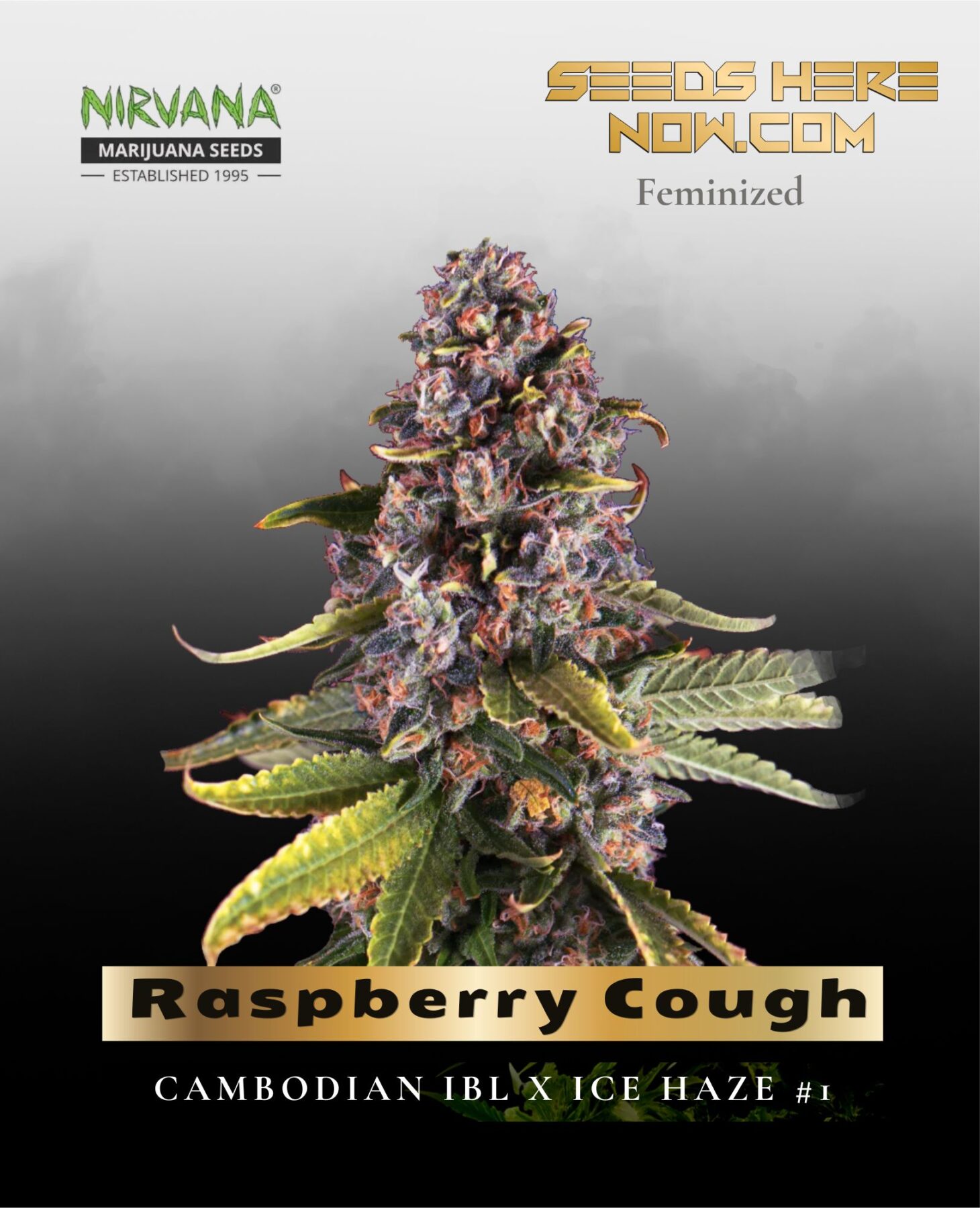 Raspberry Cough (Feminized) - Nirvana Seeds