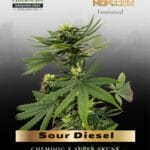 Sour Diesel (Feminized) - Nirvana Seeds