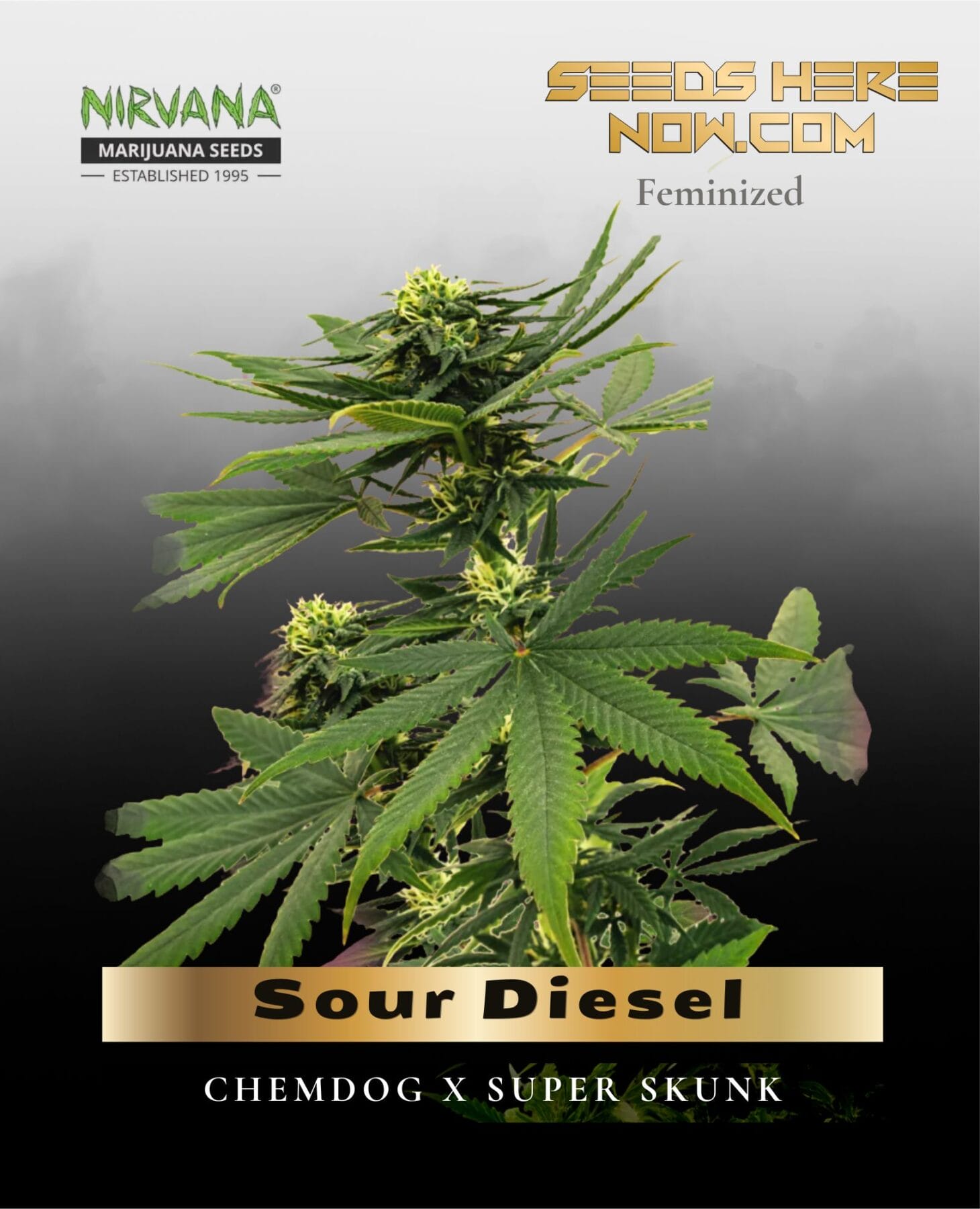 Sour Diesel (Feminized) - Nirvana Seeds