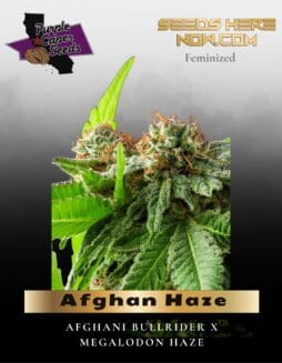 Afghan Haze (Feminized) (space) Purple Caper Seeds