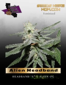 Alien Headband (Feminized) (space) Purple Caper Seeds