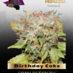 Birthday Cake (Feminized) - Purple Caper Seeds