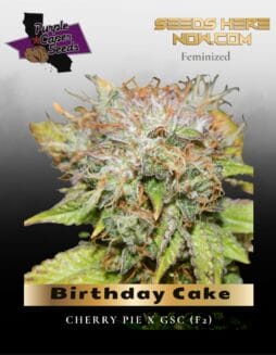Birthday Cake (Feminized) (space) Purple Caper Seeds