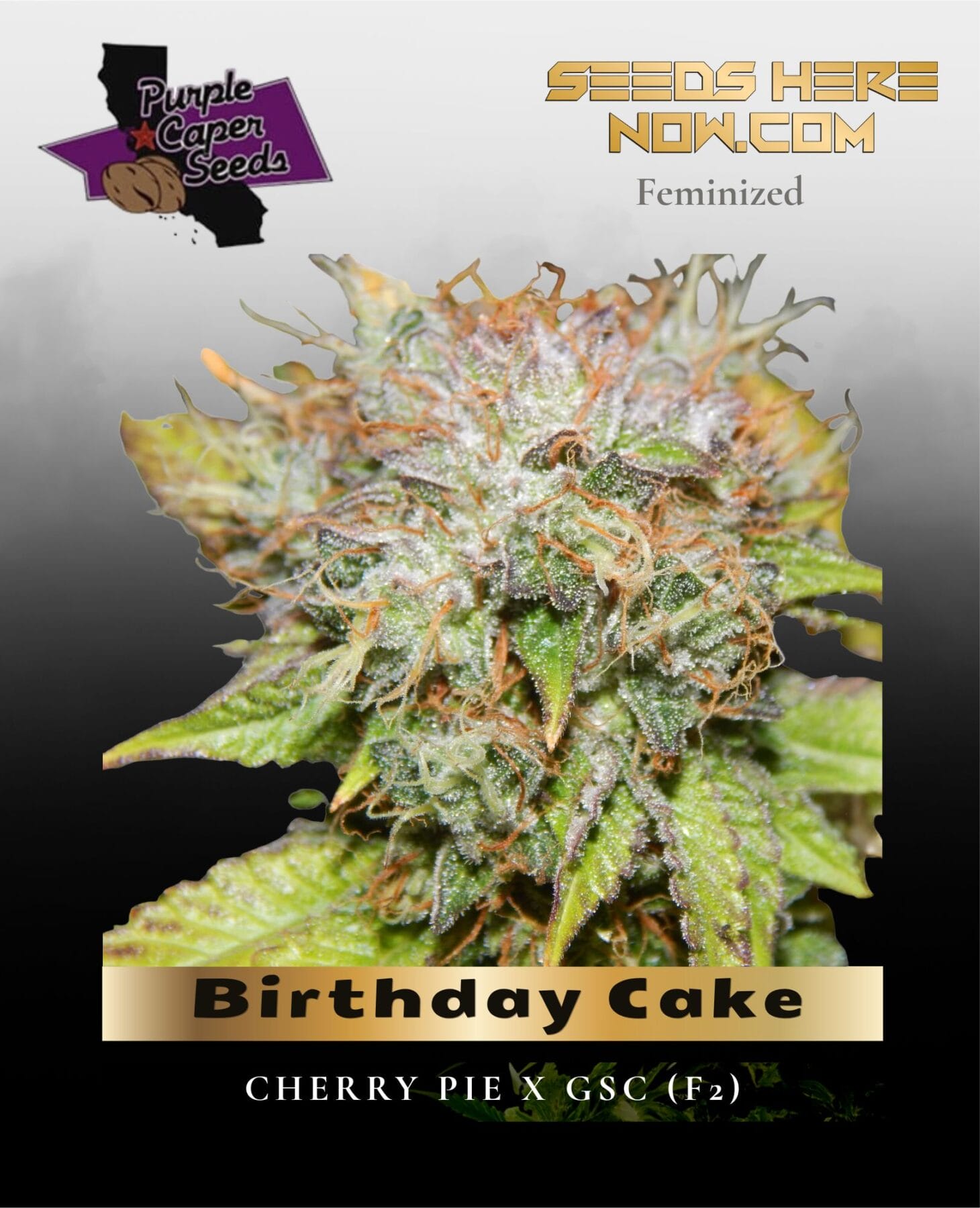 Birthday Cake (Feminized) - Purple Caper Seeds