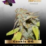 Cookie OG (Feminized) - Purple Caper Seeds