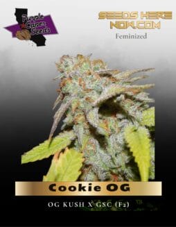 Cookie OG (Feminized) (space) Purple Caper Seeds