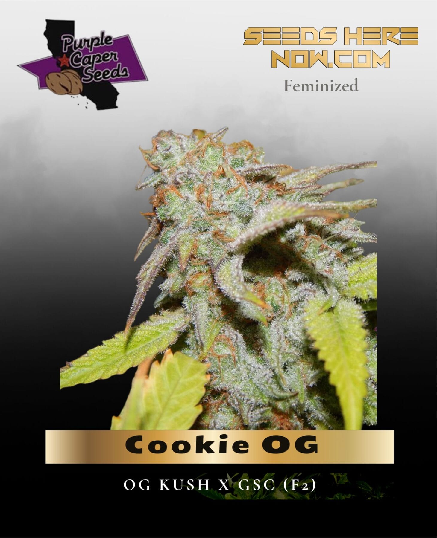 Cookie OG (Feminized) - Purple Caper Seeds