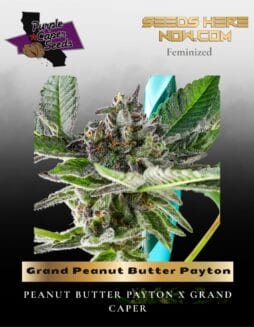 Grand Peanut Butter Payton Feminized (space) Purple Caper Seeds