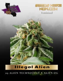 Illegal Alien (Alien Technology BX) (Feminized) (space) Purple Caper Seeds