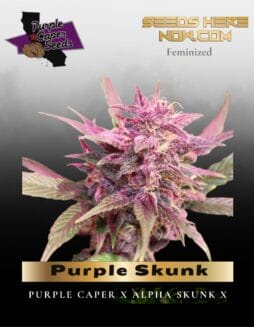 Purple Skunk (Feminized) (space) Purple Caper Seeds