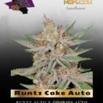 Runtz Cake Auto (Feminized) - Purple Caper Seeds