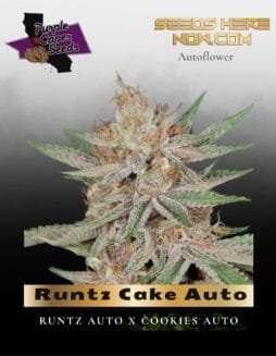 Runtz Cake Auto (Feminized) (space) Purple Caper Seeds