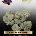 ZaZa Skunk (Feminized) - Purple Caper Seeds