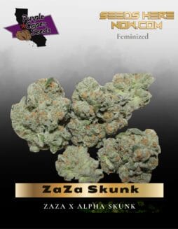 ZaZa Skunk (Feminized) (space) Purple Caper Seeds
