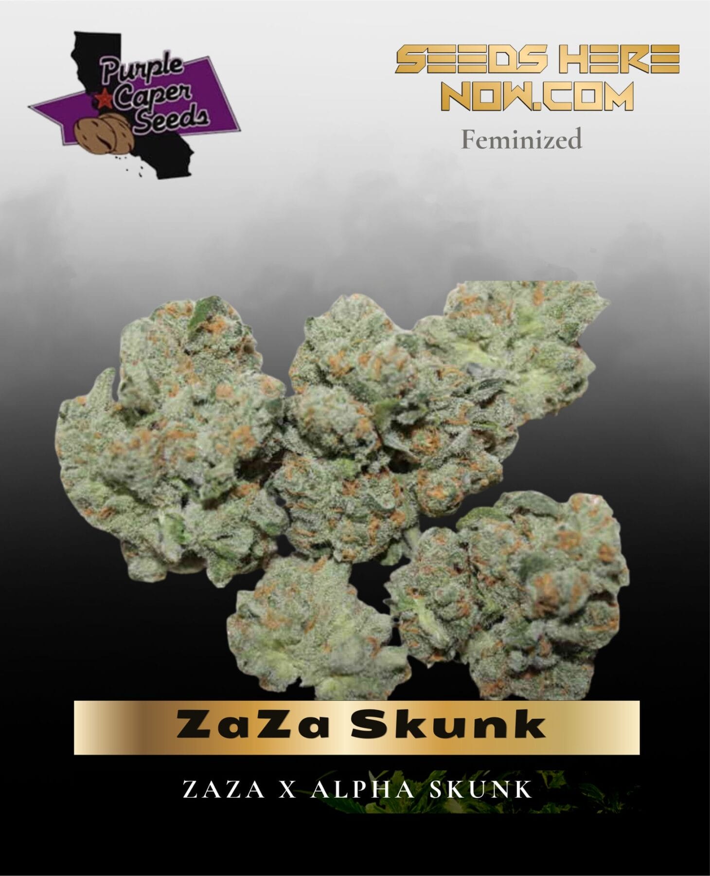 ZaZa Skunk (Feminized) - Purple Caper Seeds