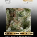 American Pie Auto (Feminized) - Pyramid Seeds