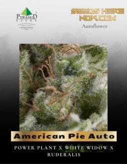 American Pie Auto (Feminized) (space) Pyramid Seeds