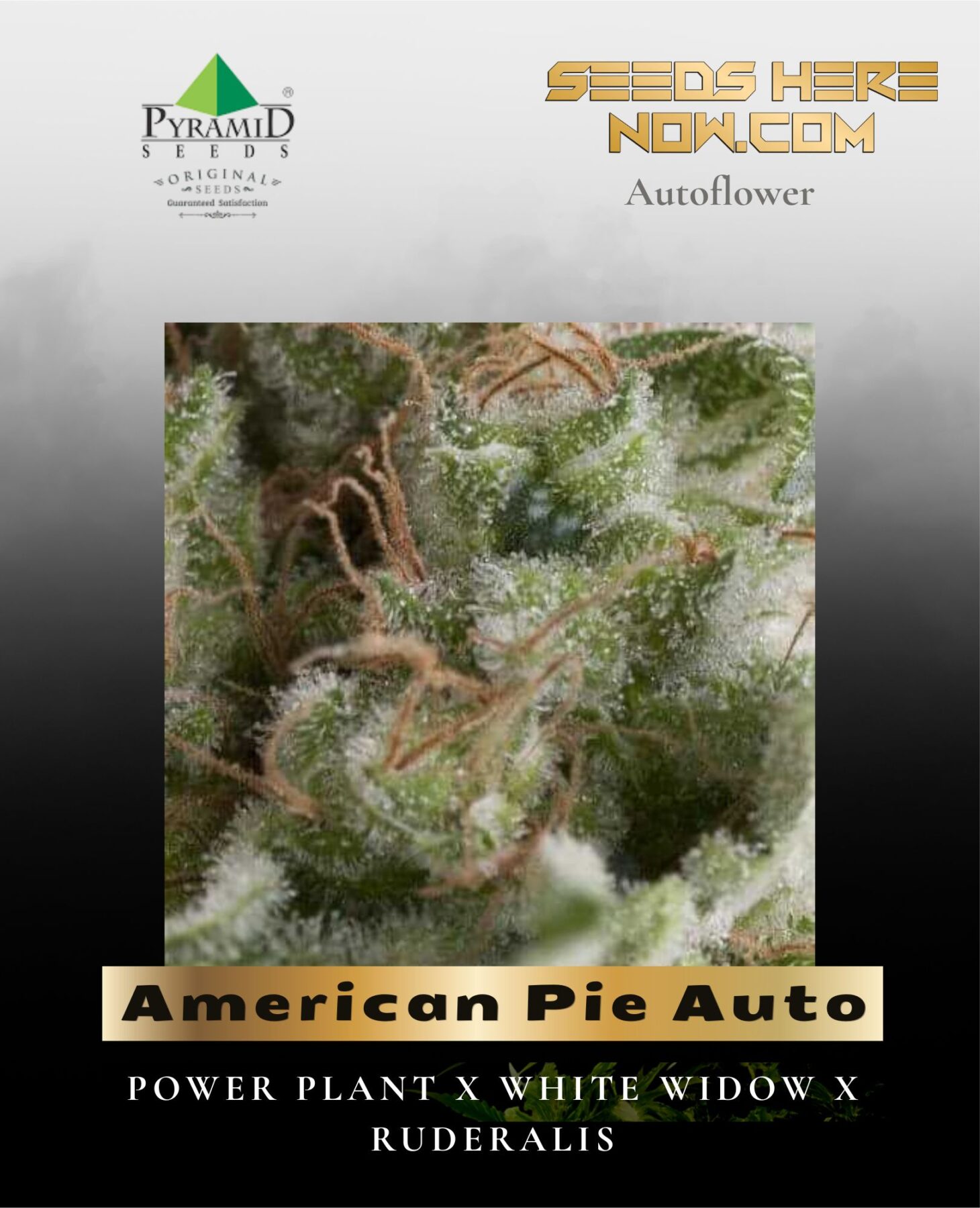 American Pie Auto (Feminized) - Pyramid Seeds