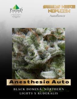 Anesthesia Auto (Feminized) (space) Pyramid Seeds