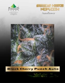 Black Cherry Punch Auto (Feminized) (space) Pyramid Seeds