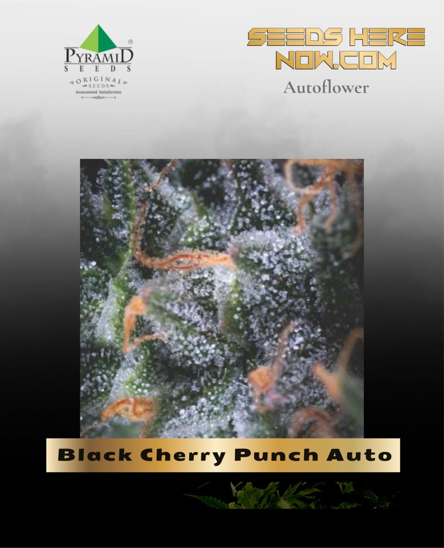 Black Cherry Punch Auto (Feminized) - Pyramid Seeds