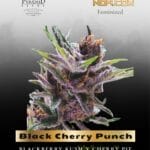Black Cherry Punch (Feminized) - Pyramid Seeds