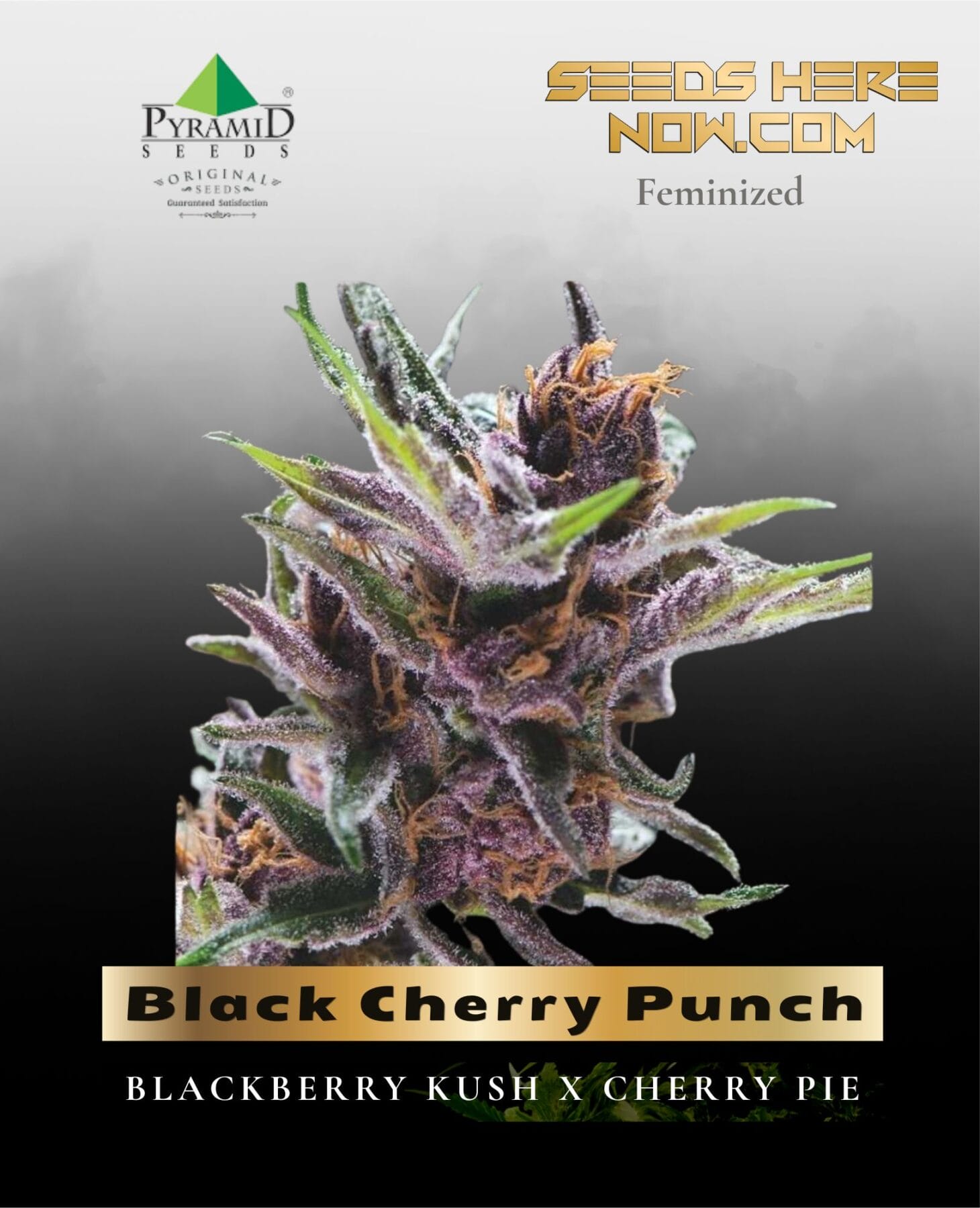 Black Cherry Punch (Feminized) - Pyramid Seeds