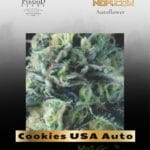 Cookies USA Auto (Feminized) - Pyramid Seeds
