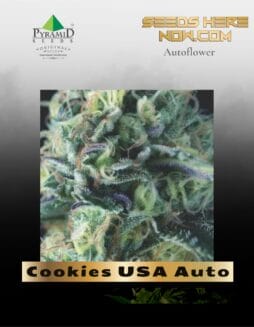 Cookies USA Auto (Feminized) (space) Pyramid Seeds