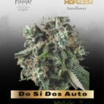 Do Si Dos Auto (Feminized) - Pyramid Seeds