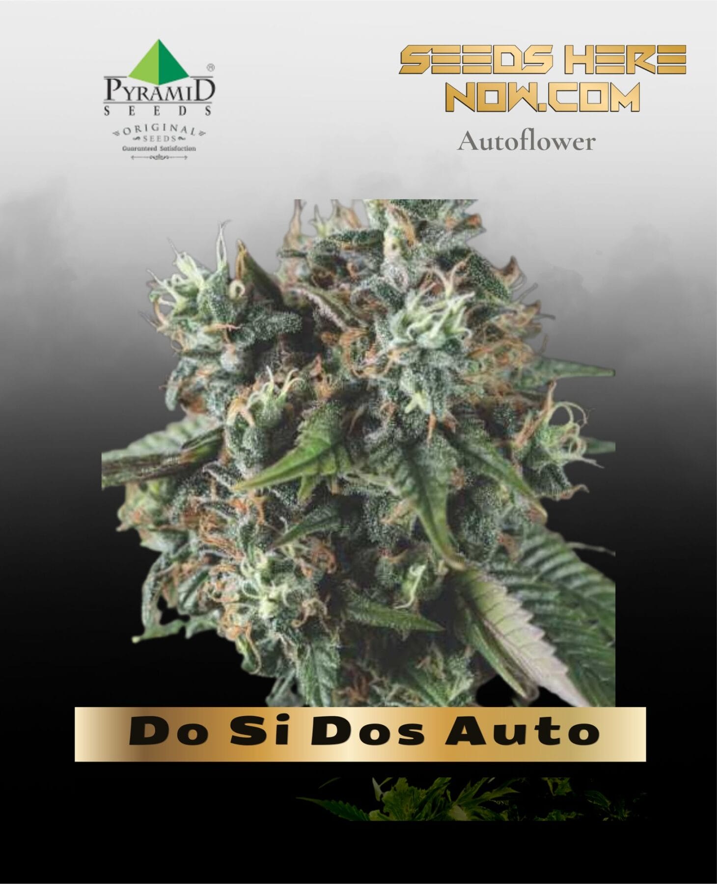 Do Si Dos Auto (Feminized) - Pyramid Seeds