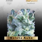 Gelato Auto (Feminized) - Pyramid Seeds