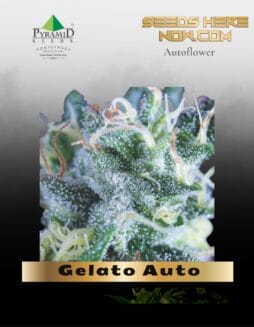 Gelato Auto (Feminized) (space) Pyramid Seeds