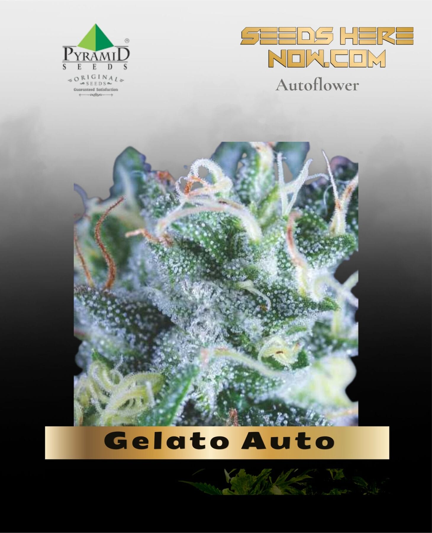 Gelato Auto (Feminized) - Pyramid Seeds