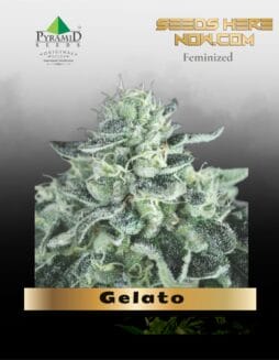 Gelato (Feminized) (space) Pyramid Seeds