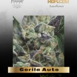 Gorila Auto (Feminized) - Pyramid Seeds