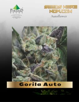 Gorila Auto (Feminized) (space) Pyramid Seeds