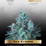 Ice Cream (Feminized) - Pyramid Seeds