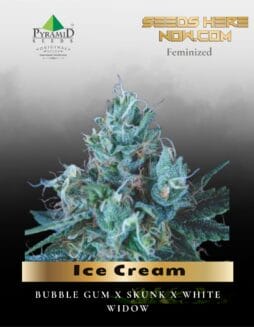 Ice Cream (Feminized) (space) Pyramid Seeds
