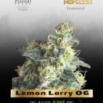 Lemon Larry OG (Feminized) - Pyramid Seeds
