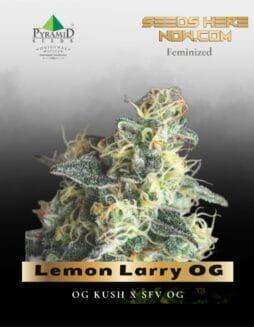 Lemon Larry OG (Feminized) (space) Pyramid Seeds