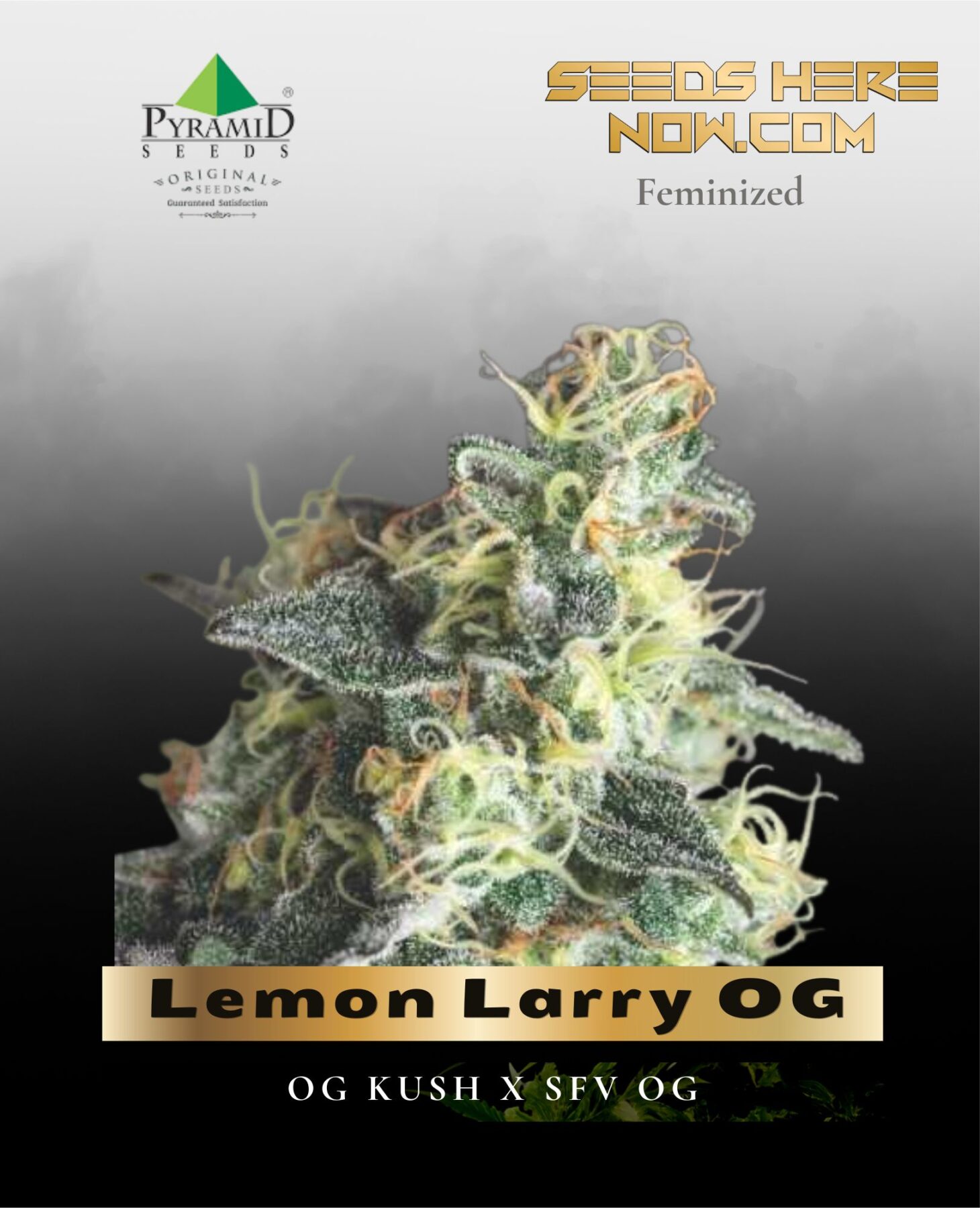Lemon Larry OG (Feminized) - Pyramid Seeds