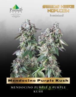 Mendocino Purple Kush (Feminized) (space) Pyramid Seeds