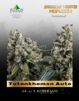 Tutankhamon (Feminized) (space) Pyramid Seeds