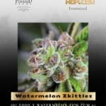 Watermelon Zkittlez (Feminized) - Pyramid Seeds