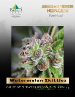 Watermelon Zkittlez (Feminized) (space) Pyramid Seeds
