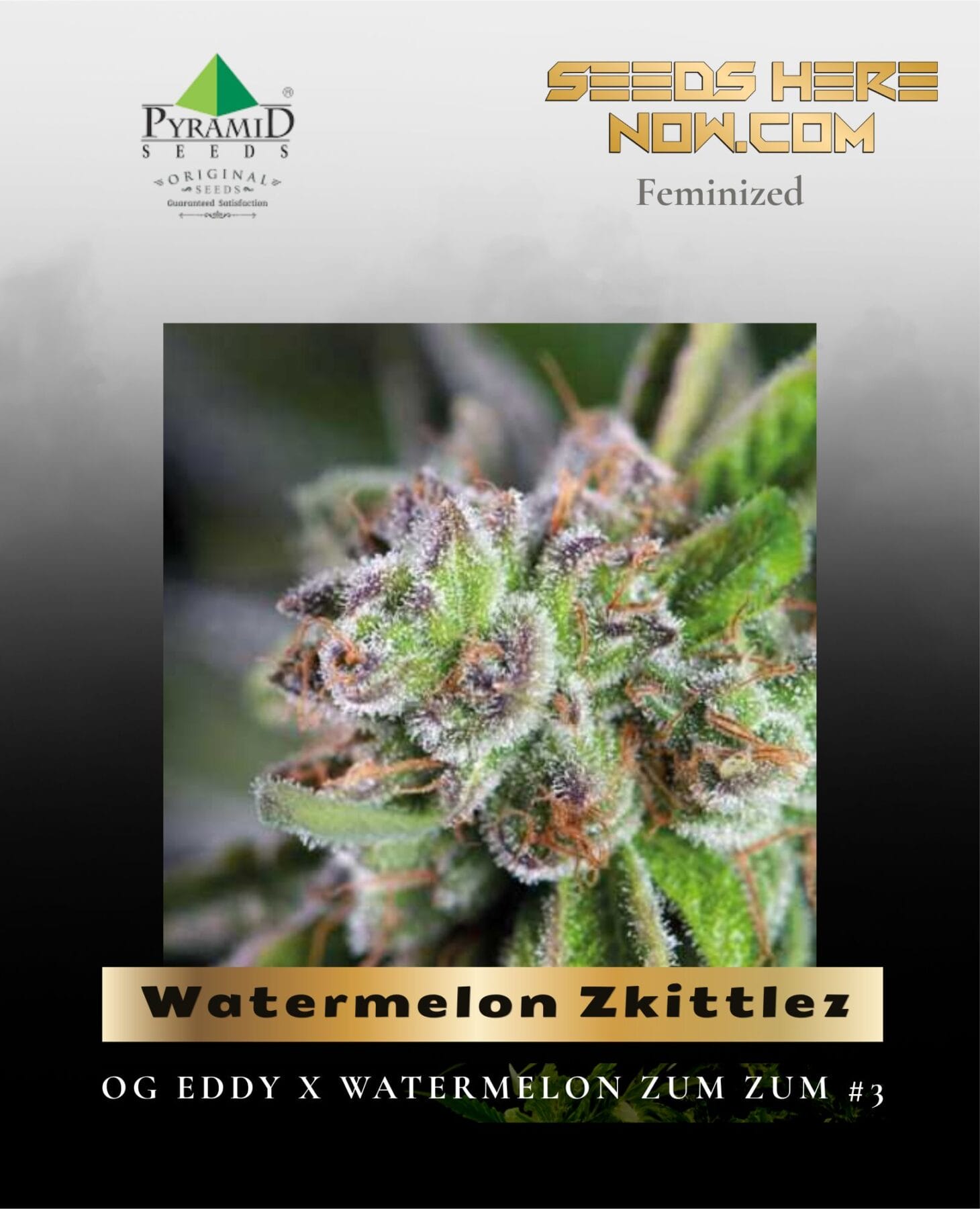 Watermelon Zkittlez (Feminized) - Pyramid Seeds