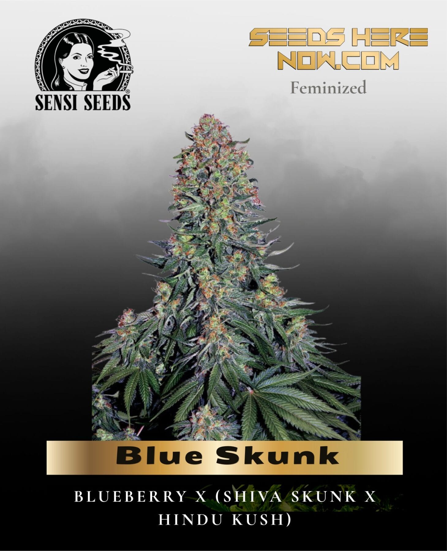 Blue Skunk (Feminized) - Sensi Seeds